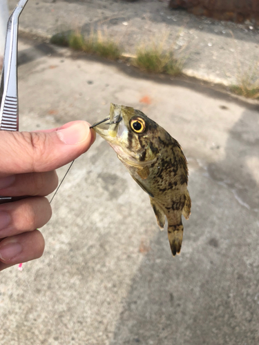 コマイの釣果