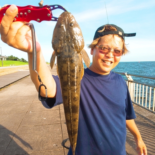 マゴチの釣果