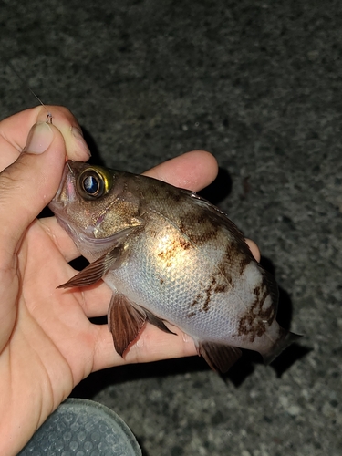 メバルの釣果