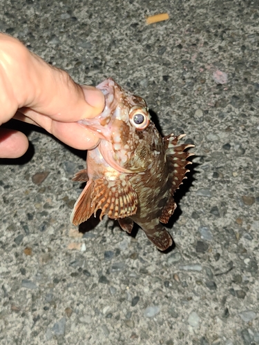 カサゴの釣果