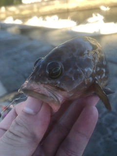 アコウの釣果