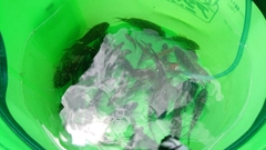 ツバスの釣果