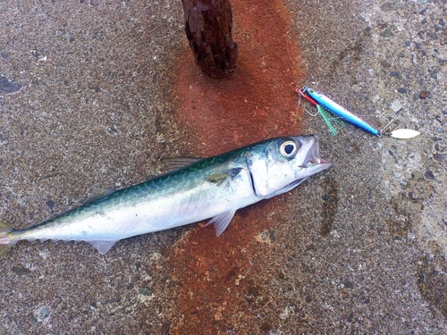 サバの釣果