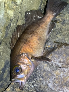 メバルの釣果