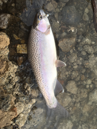 ニジマスの釣果