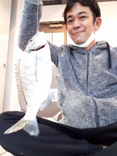 ミナミクロダイの釣果