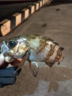 メバルの釣果