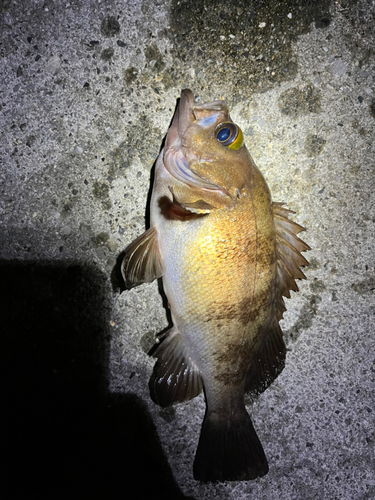 メバルの釣果