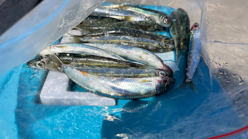 イワシの釣果