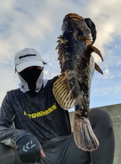 ベッコウゾイの釣果