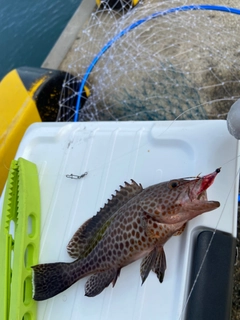 オオモンハタの釣果