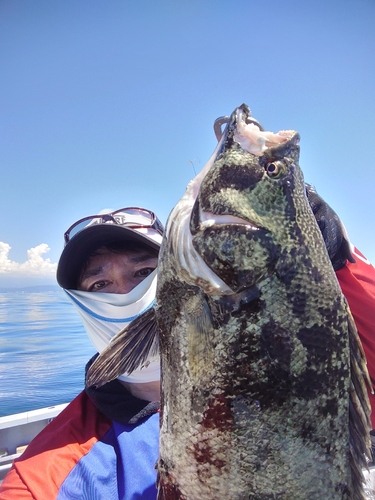 マツダイの釣果