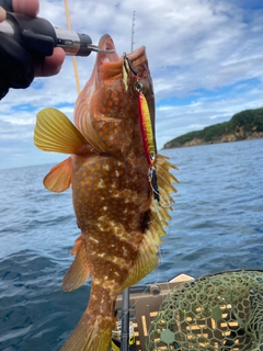 キジハタの釣果