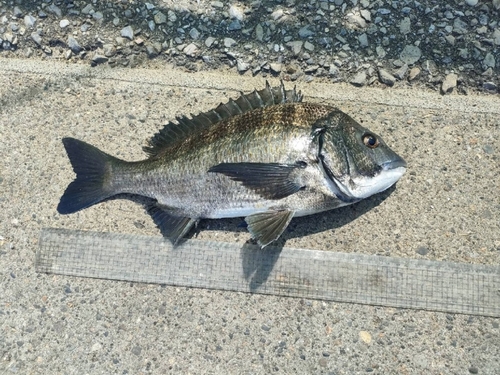 クロダイの釣果