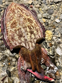 カミナリイカの釣果