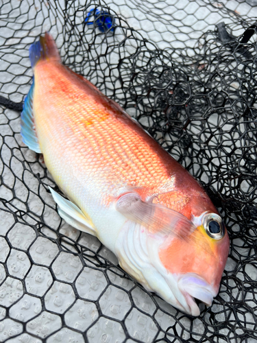 アマダイの釣果