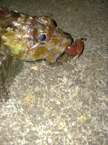 カサゴの釣果