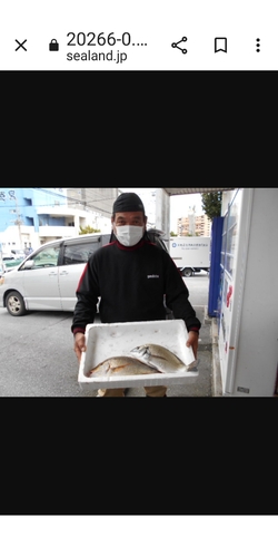 ハマフエフキダイの釣果