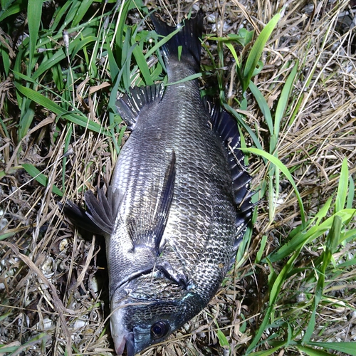 チヌの釣果