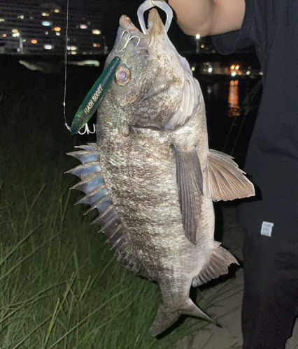 チヌの釣果