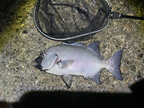 イシダイの釣果