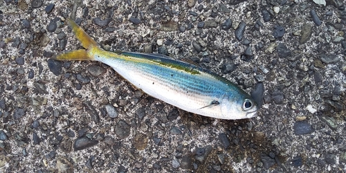 タカベの釣果