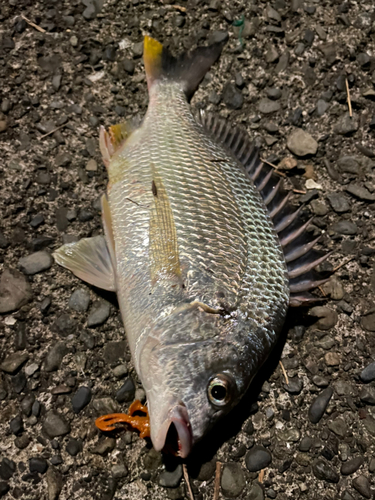 キビレの釣果