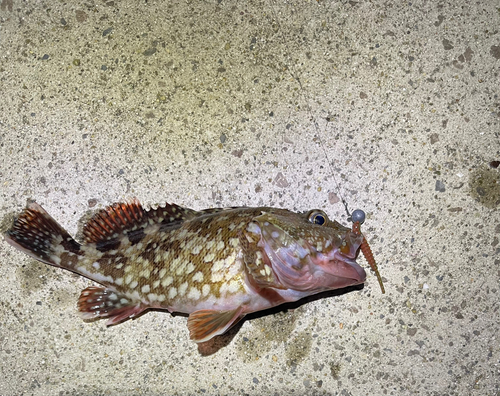 メバルの釣果