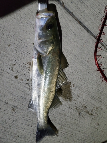 スズキの釣果