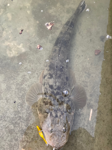 マゴチの釣果