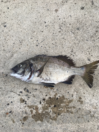 チヌの釣果