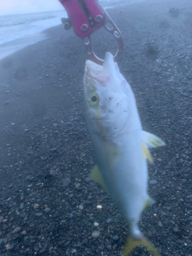 ワカシの釣果