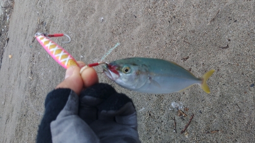 ワカシの釣果