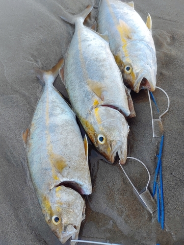 ショゴの釣果