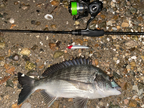 クロダイの釣果