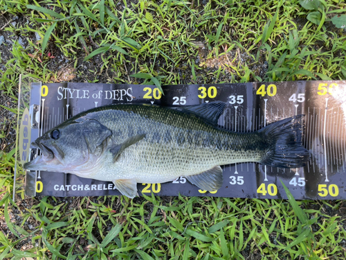 ブラックバスの釣果