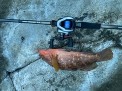 キジハタの釣果