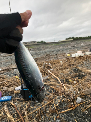 マルソウダの釣果