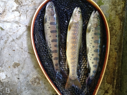 イワナの釣果