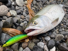 カラフトマスの釣果