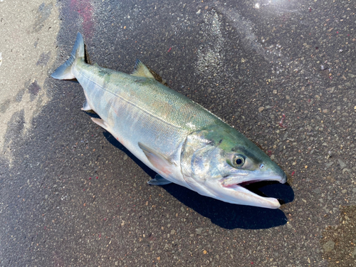 アキアジの釣果