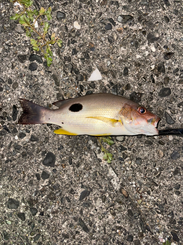 ムツの釣果