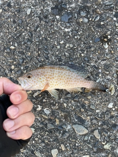 オオモンハタの釣果