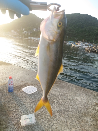 シオの釣果