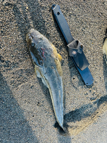 マゴチの釣果