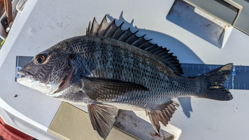 チヌの釣果