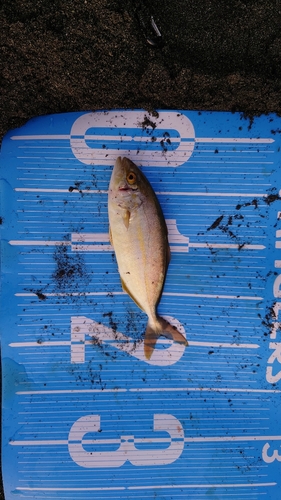 ショゴの釣果