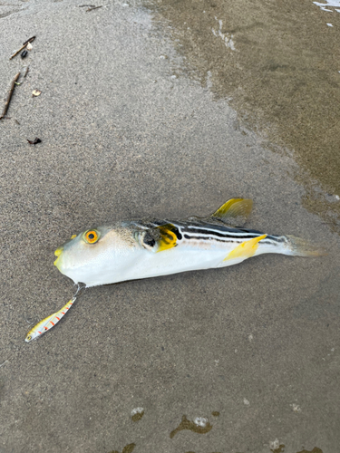 シマフグの釣果