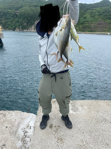 カンパチの釣果