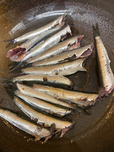 カタクチイワシの釣果